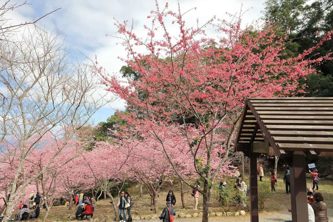 Baoshan Erjituan Cherry Blossom Park