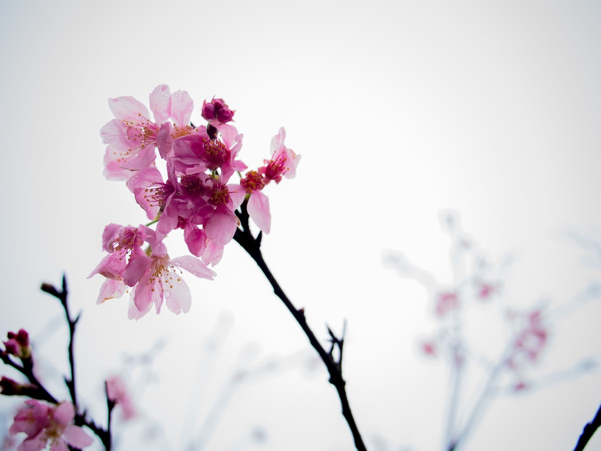 Taiwan cherry blossoms we spotted at Yangmingshan National Park