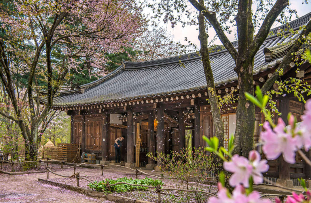 Cherry Blossoms in Nami Island