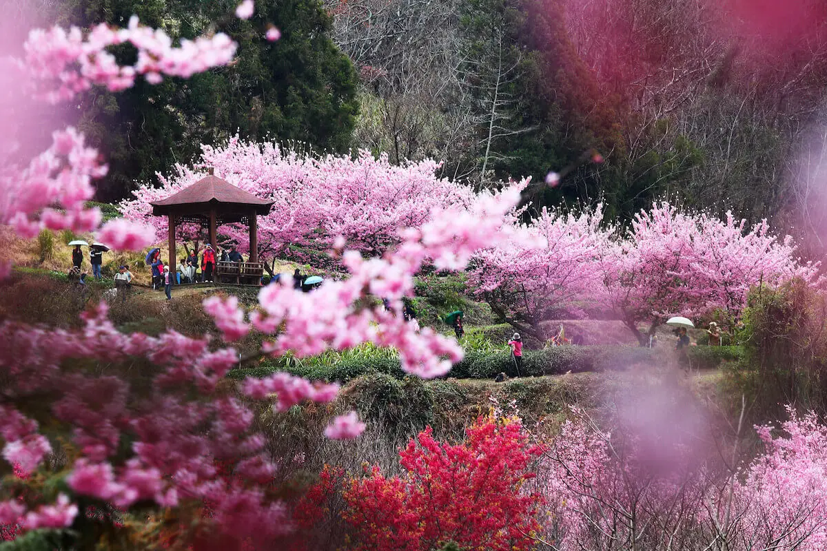 Cherry blossoms in Wuling Farm, Taiwan