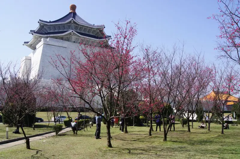 Chiang Kai-shek Memorial Hall cherry blossoms