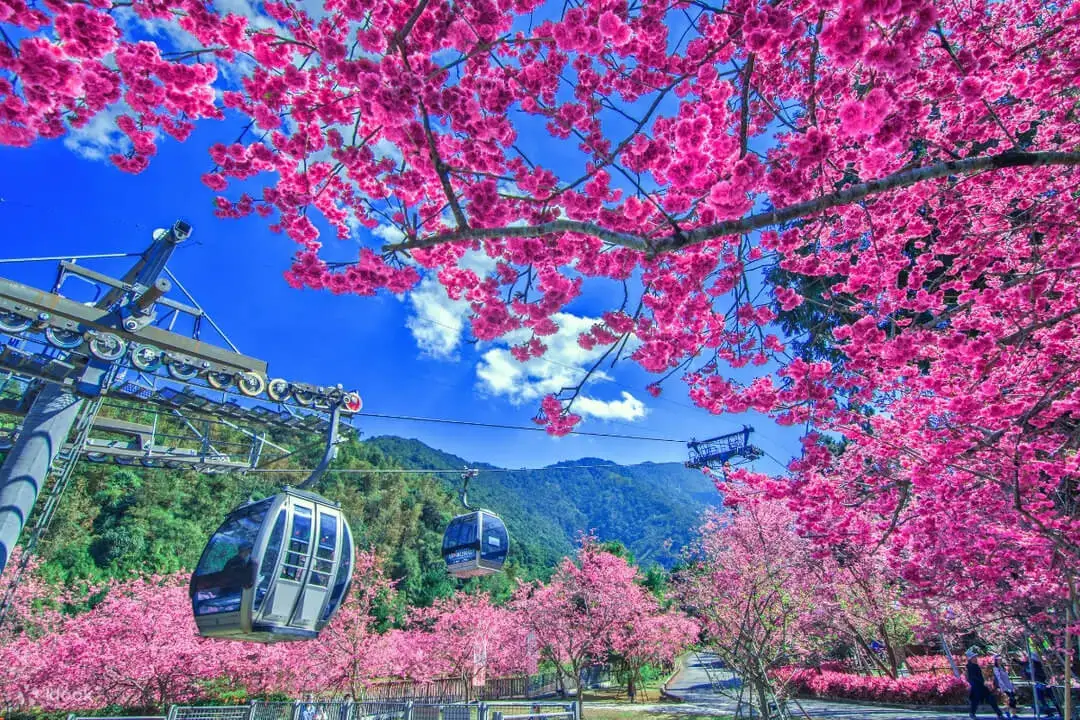 Formosan Aboriginal Culture Village cherry blossoms