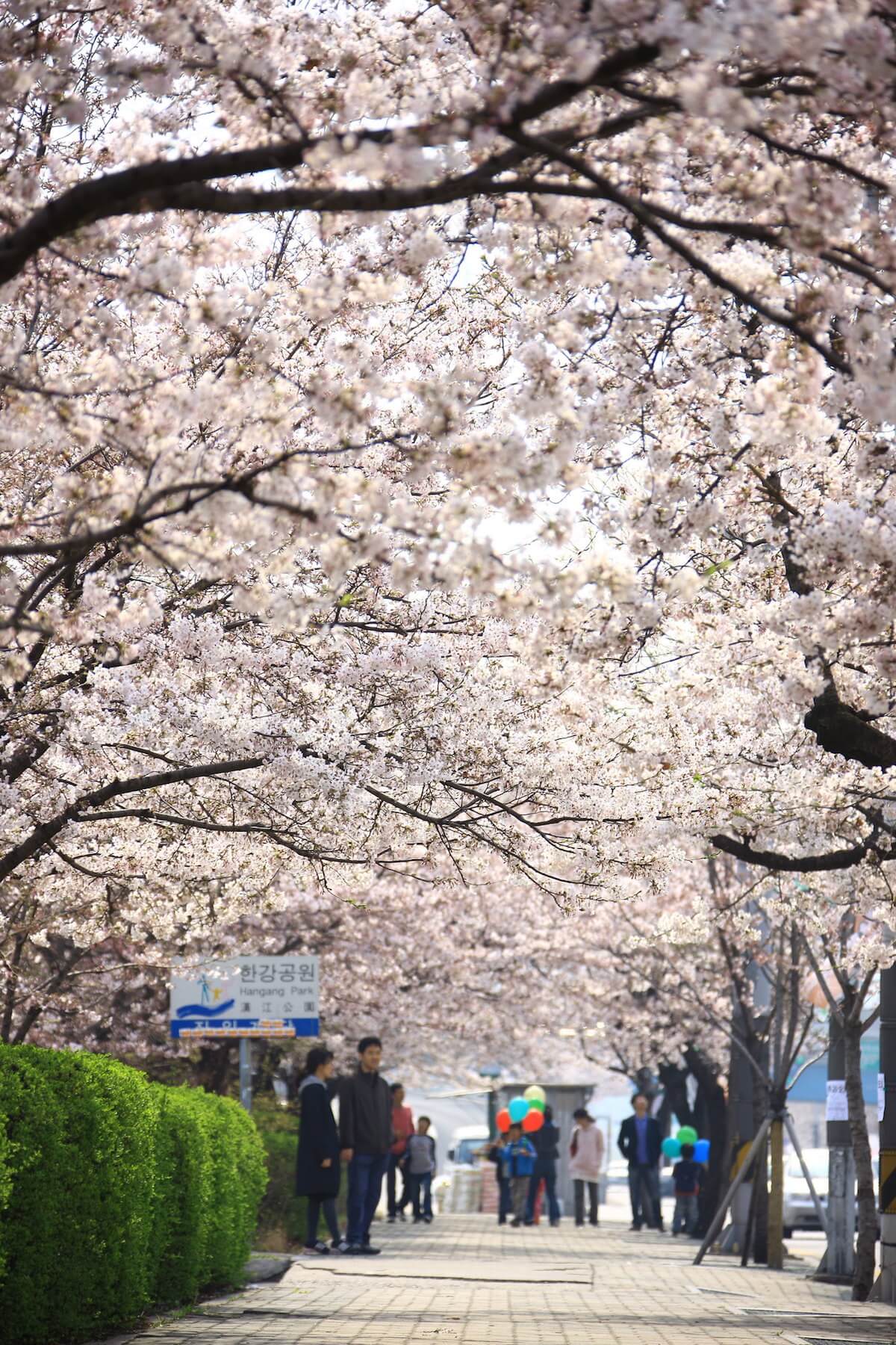 Hangang Yeouido Spring Flower Festival