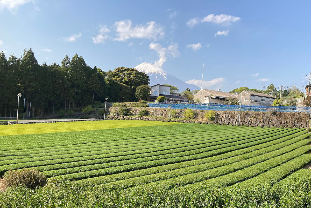 Imamiya Tea Field