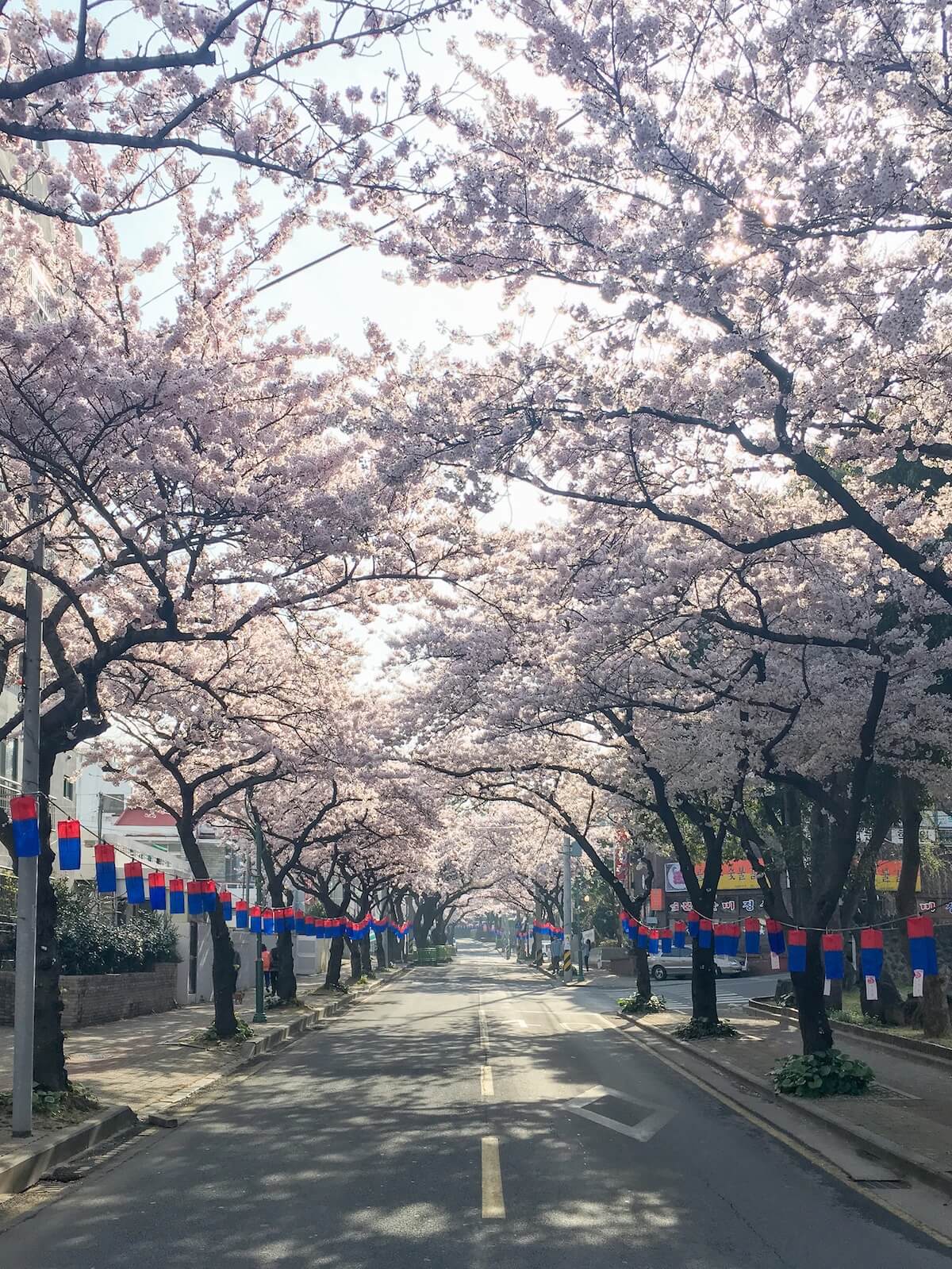 Jeonnong-ro Cherry Blossom Road