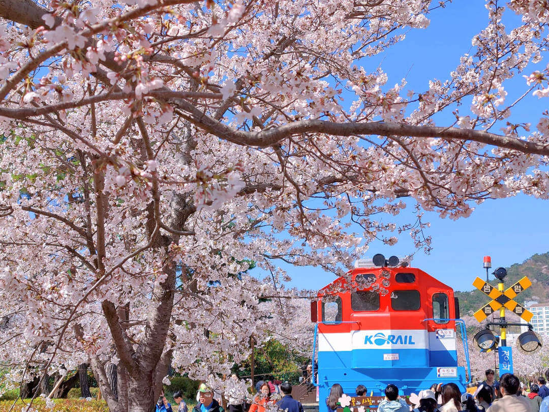 Jinhae Gunhangje Cherry Blossom Festival