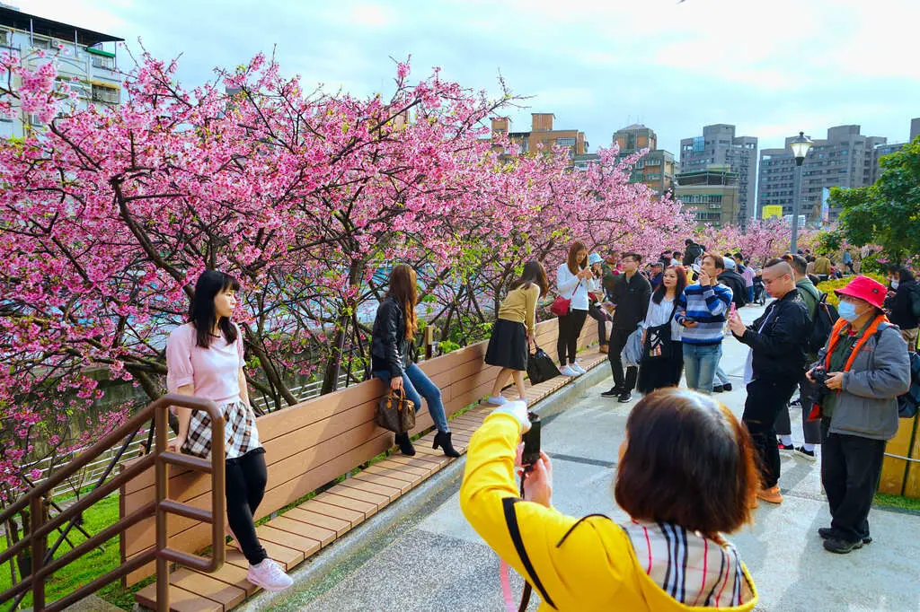 LOHAS Park cherry blossoms