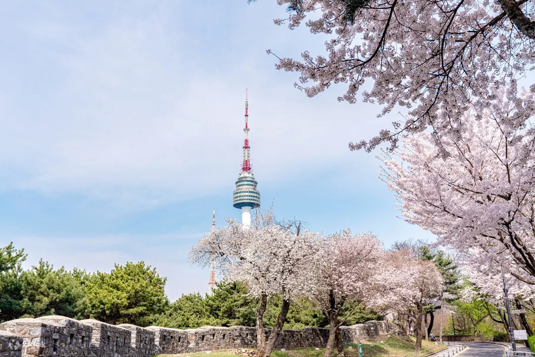 N Seoul Tower cherry blossoms