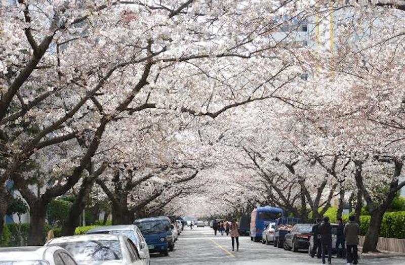 Namcheon-dong Cherry Blossom Street