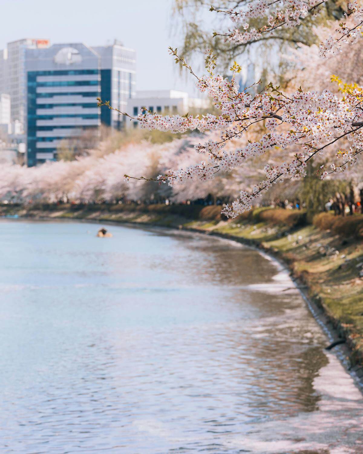 Seokchon Lake is one of the best places to spot cherry blossoms in South Korea