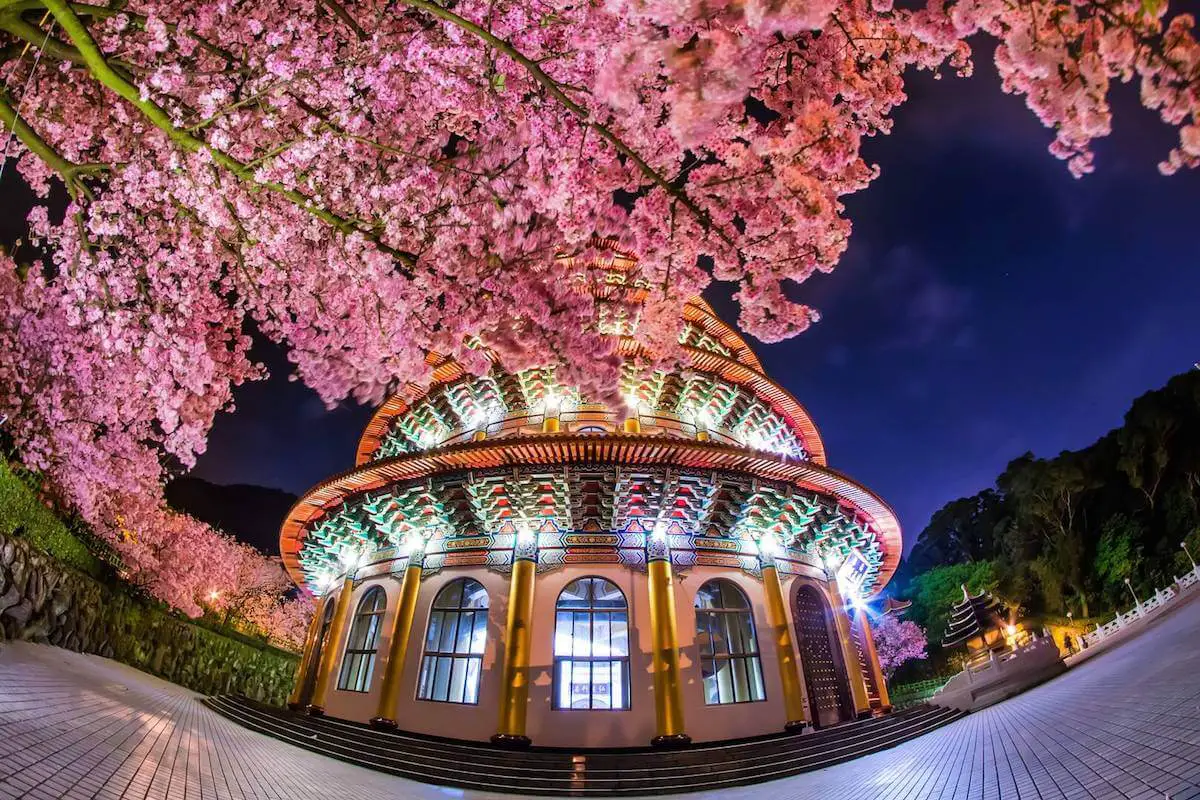 Wuji Tianyuan Temple cherry blossoms