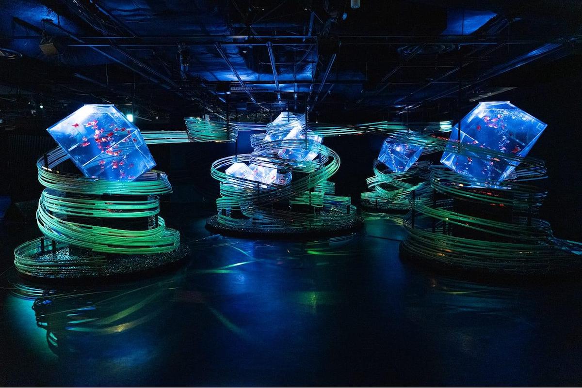 Art Aquarium Museum Ginza