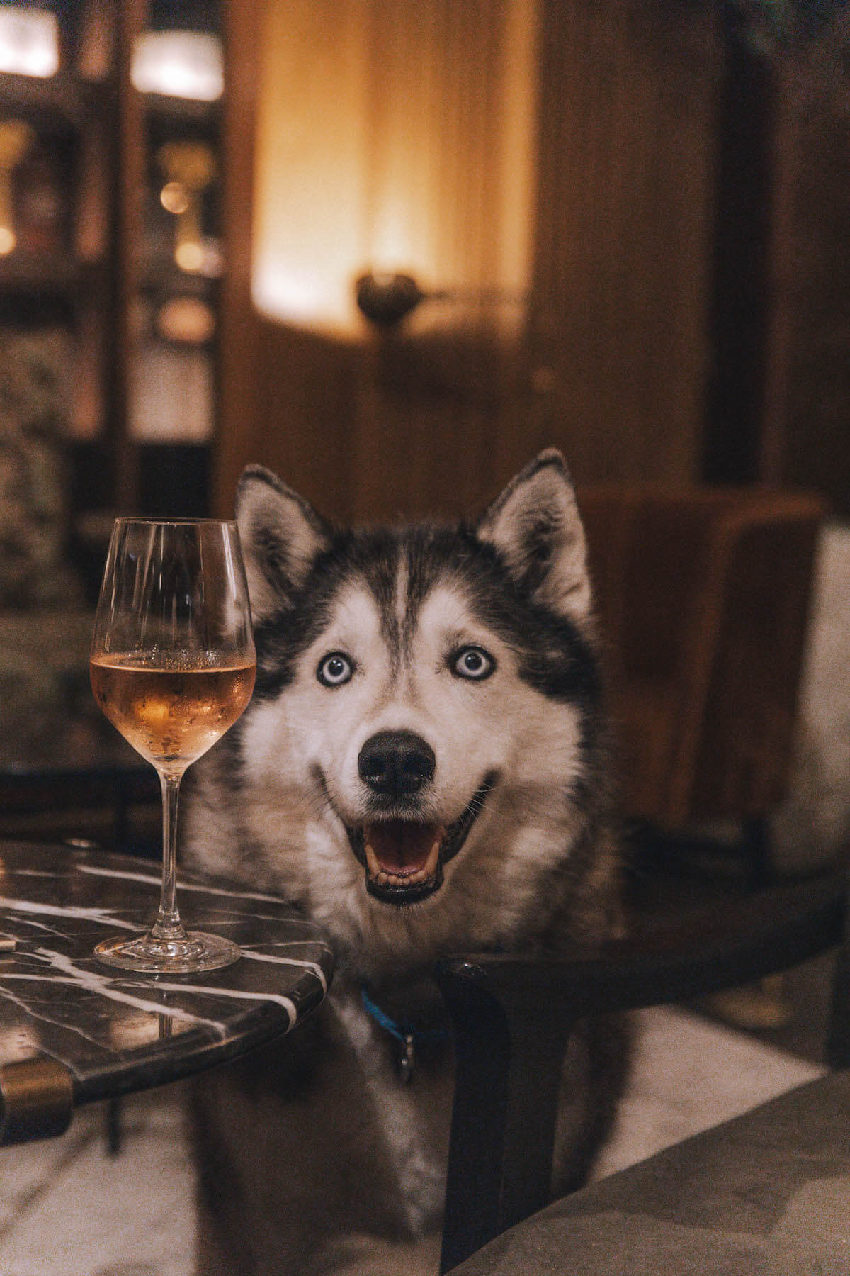 Celebrate International Dog Day with Fairmont Olympic's Canine Club