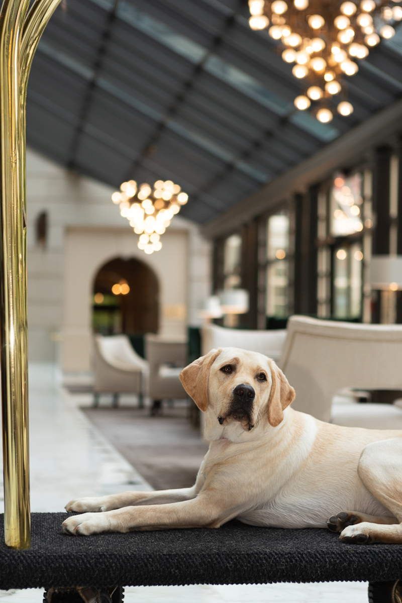 Georgie on Bell Cart - Fairmont Washington DC