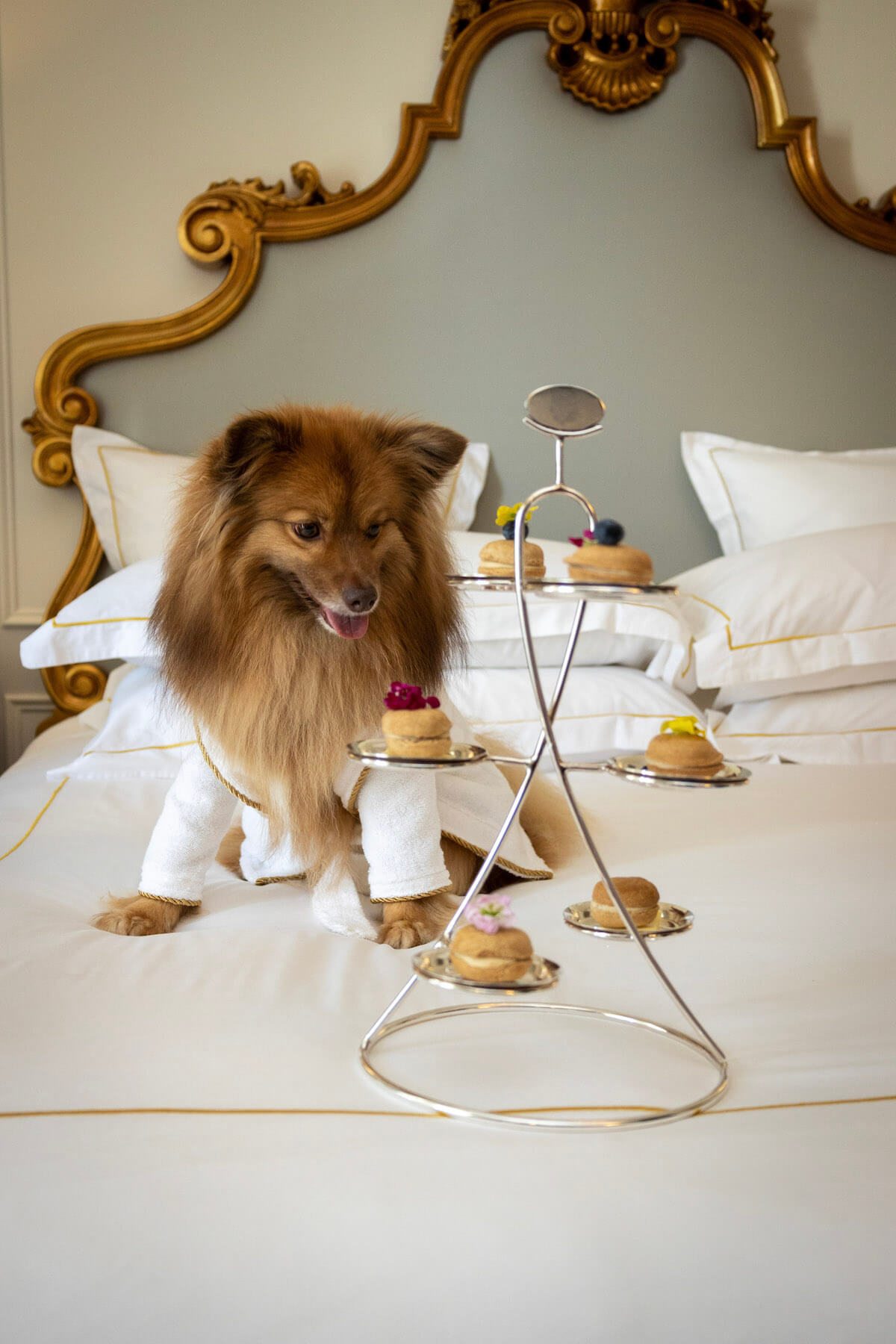Celebrate International Dog Day with a Pampered Pup Package at Fairmont Hotels & Resorts