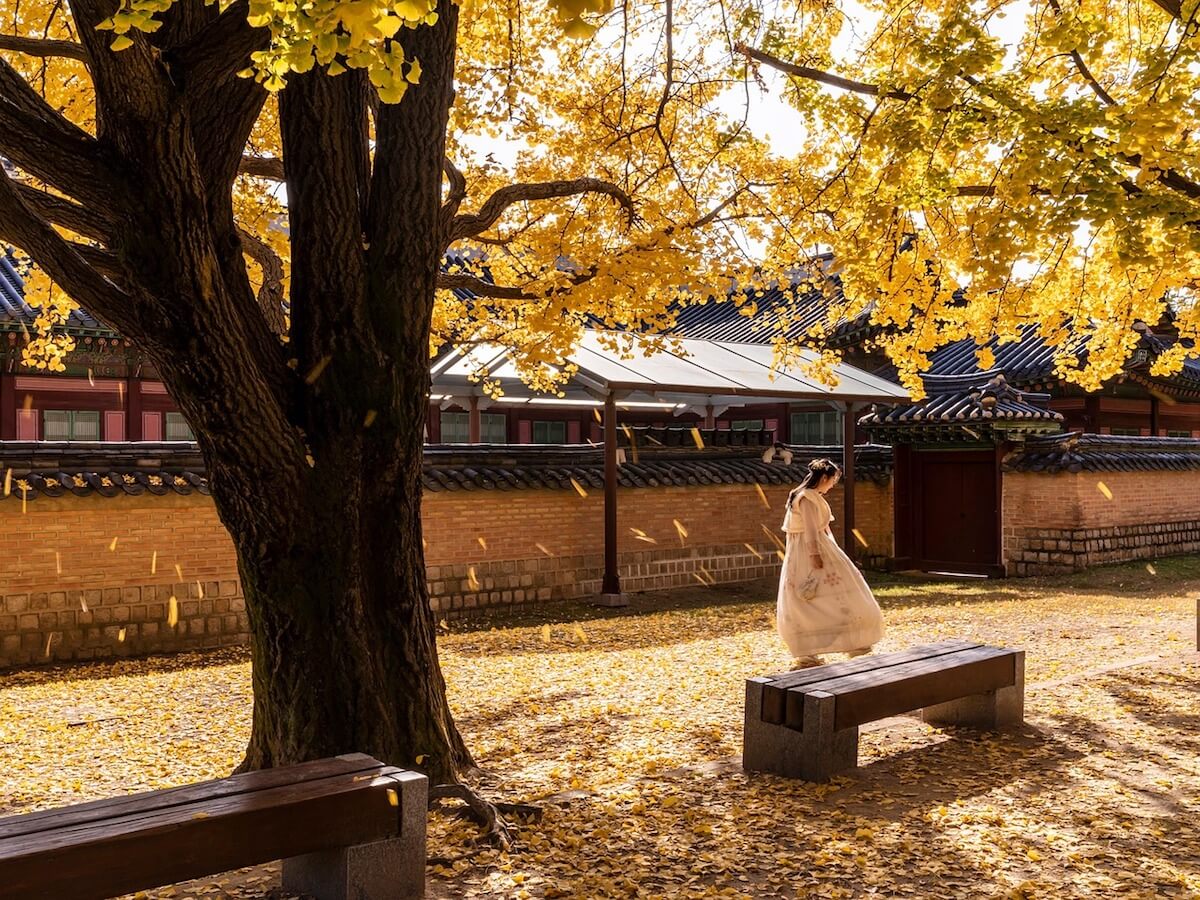Gyeongbokgung Palace fall season