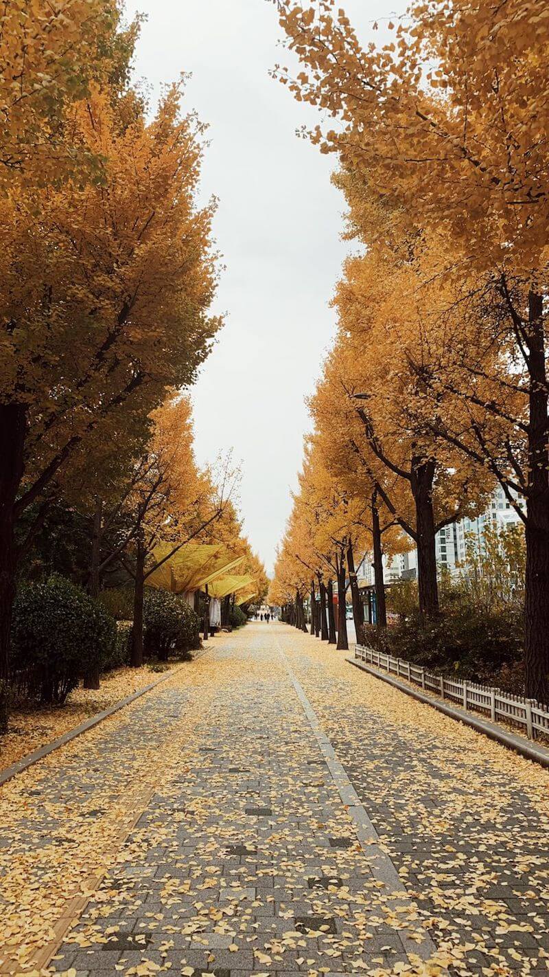 Olympic Park Seoul with fall foliage