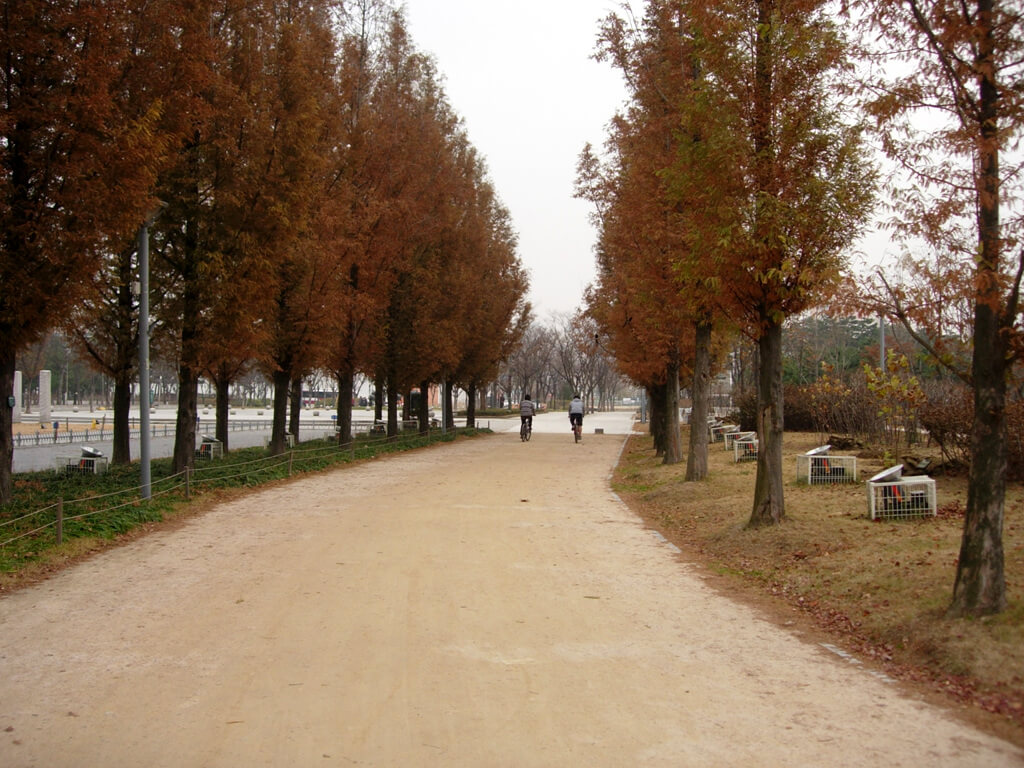 Seoul Forest is one of the best places to see autumn foliage in Korea