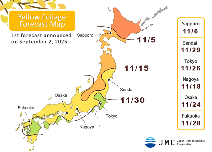 1st 2025 Japan Autumn Foliage (Yellow Leaves)