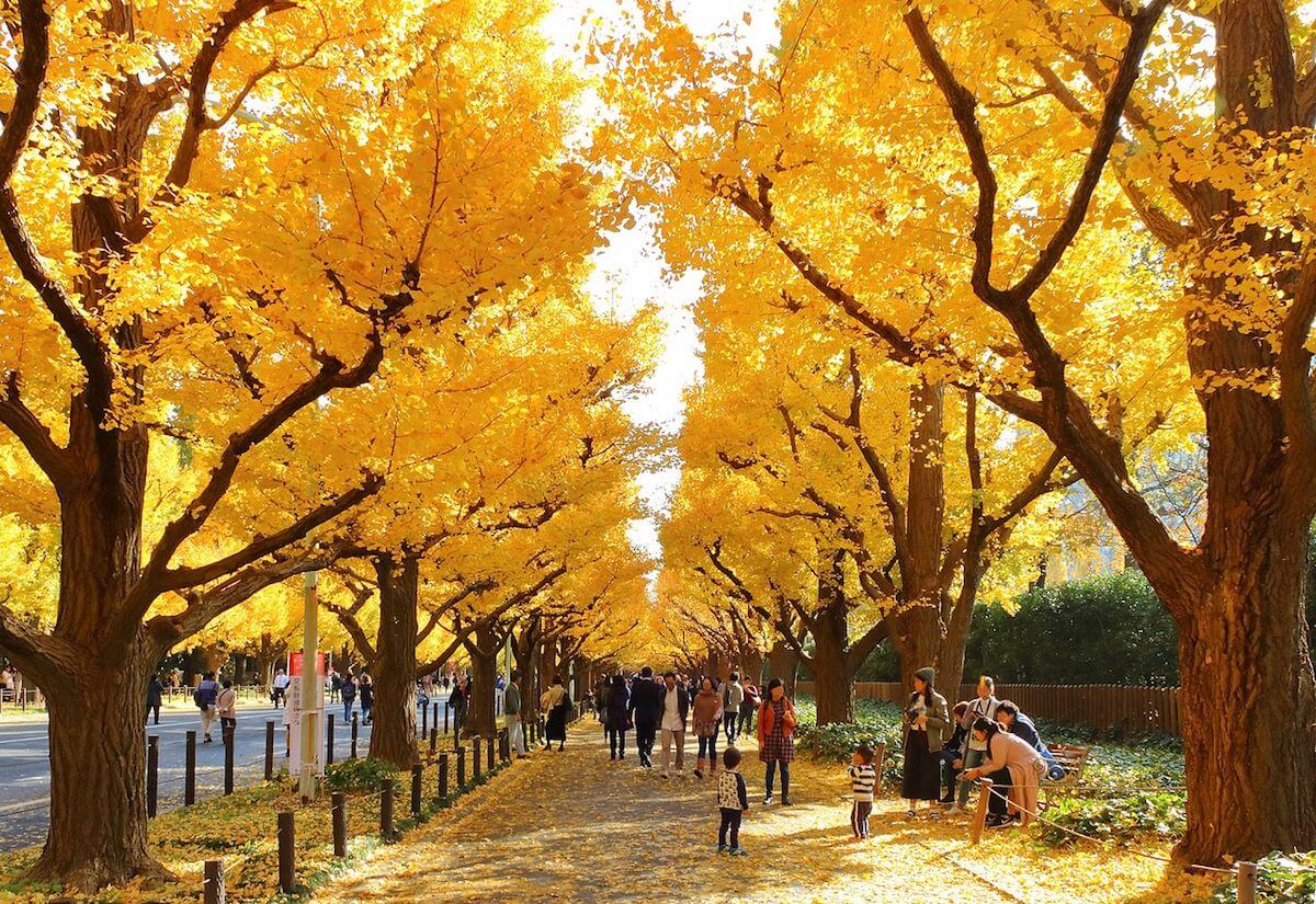Meiji Jingu Gaien Ginkgo Avenue is one of the best Japan autumn foliage spots