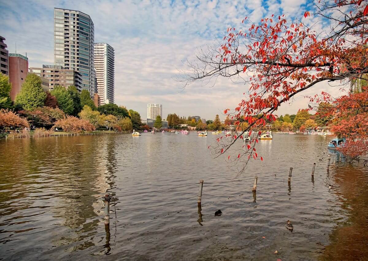 Ueno Park is one of the best Japan autumn foliage viewing spots