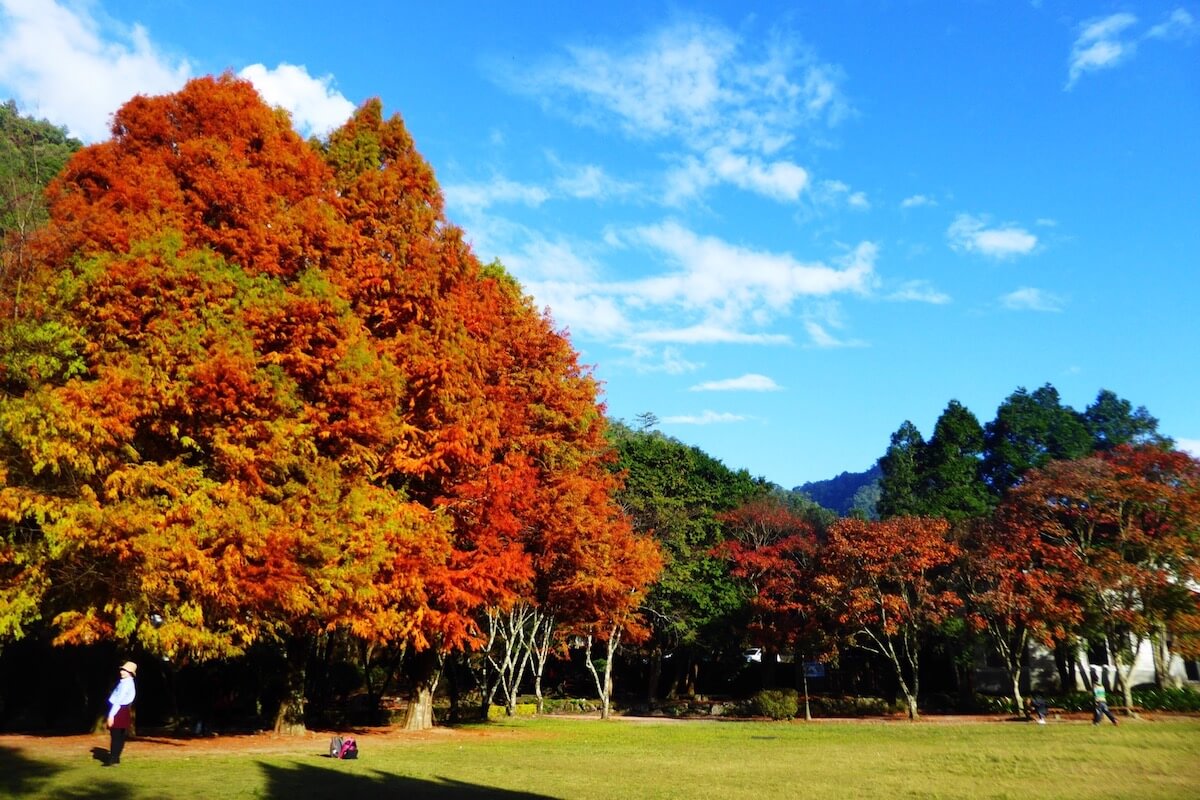 Aowanda National Forest