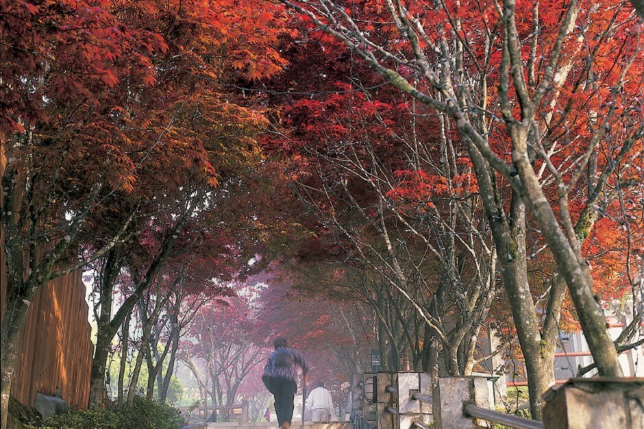 Taipingshan National Forest Recreation Area