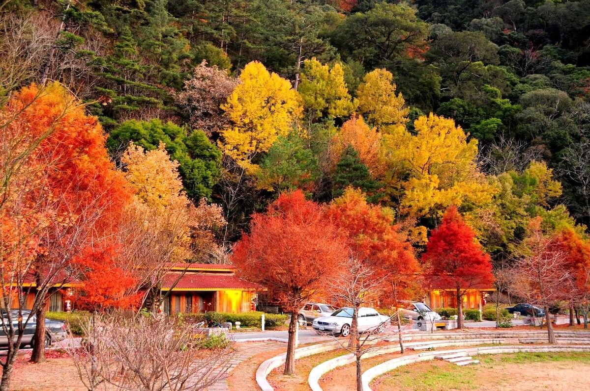 2025 Taiwan Autumn Foliage: 10 Best Viewing Spots & Estimated Dates