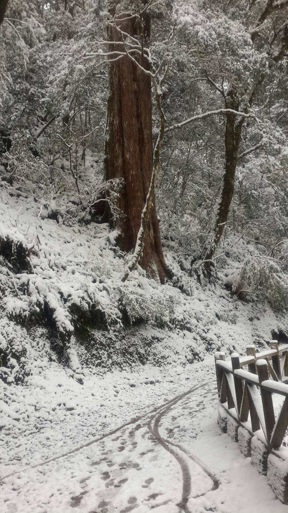 Lalashan is one of the top places to see snow in Taiwan