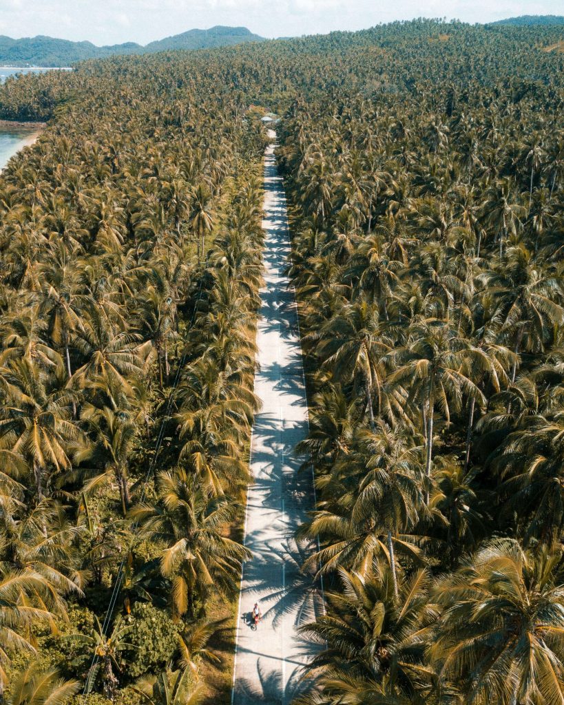Siargao's Coconut Road