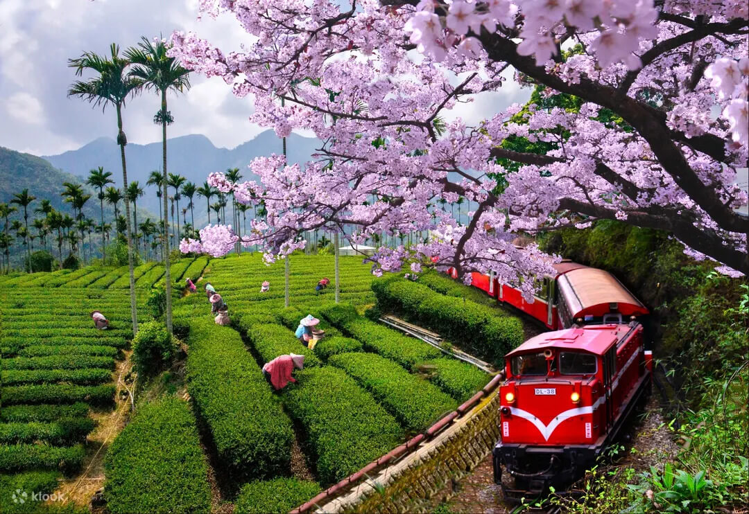 Alishan cherry blossoms